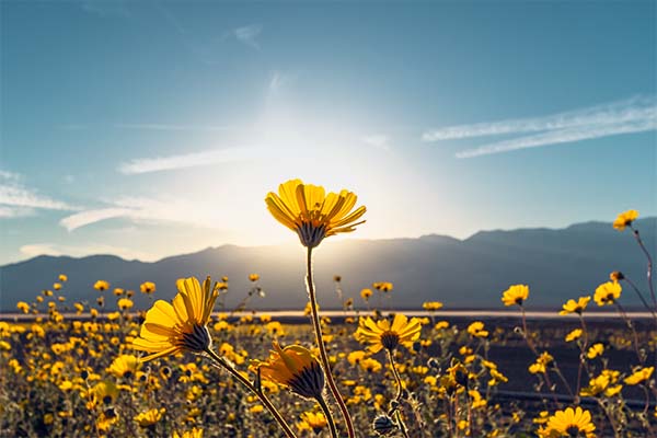 Yellow flowers blowing in the wind in front of a mountain, with a blue sunny sky. 
