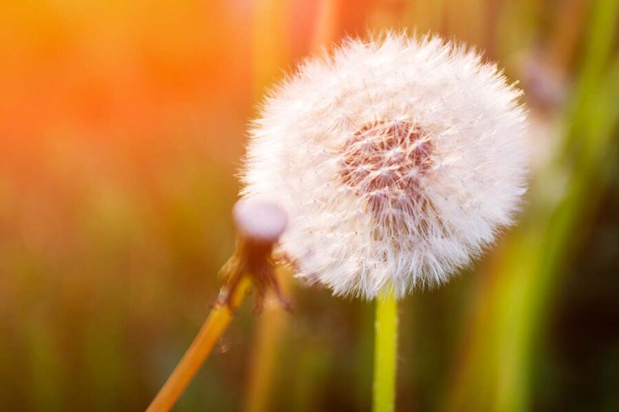 Blurred golden light highlights a dandelion, before its bloom, found in the centre of the image. Blurred, green foliage is seen in the background. 